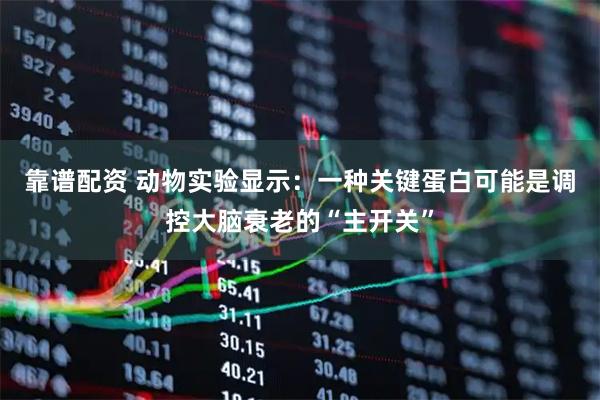 靠谱配资 动物实验显示：一种关键蛋白可能是调控大脑衰老的“主开关”